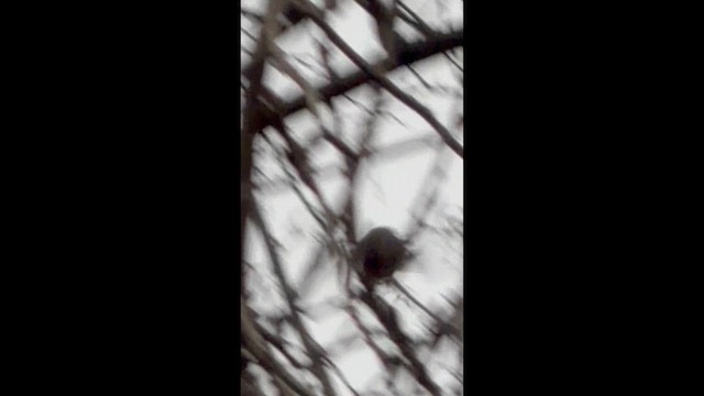 krattmeis - ML648785635