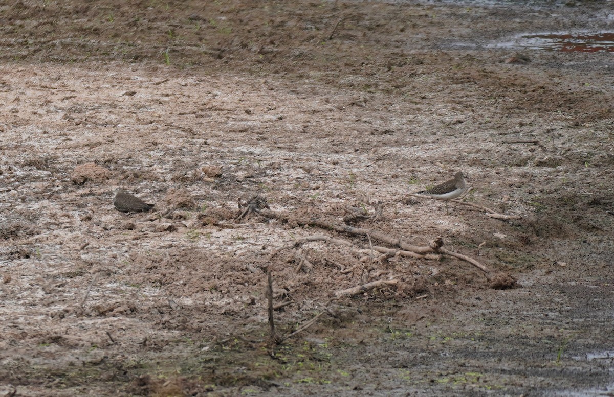 コシグロクサシギ - ML648786006