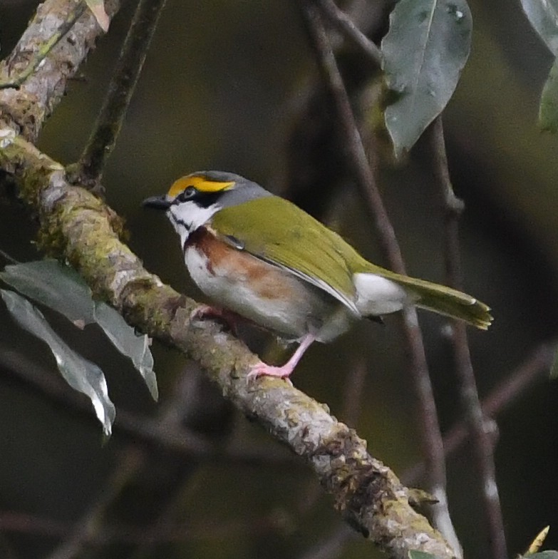 Chestnut-sided Shrike-Vireo - ML648786564
