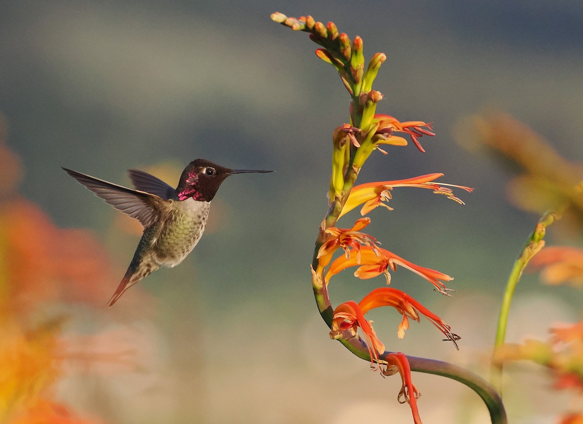 アンナハチドリ - ML648786865