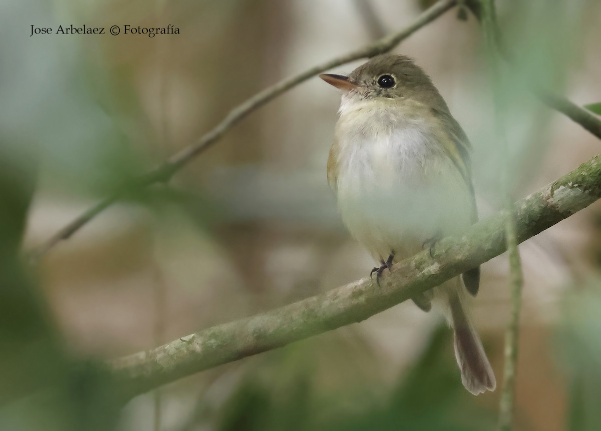 Acadian Flycatcher - ML648787120