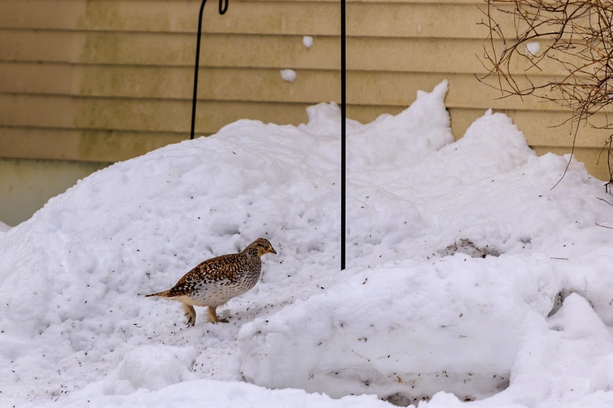 Sharp-tailed Grouse - Robert Lawshe