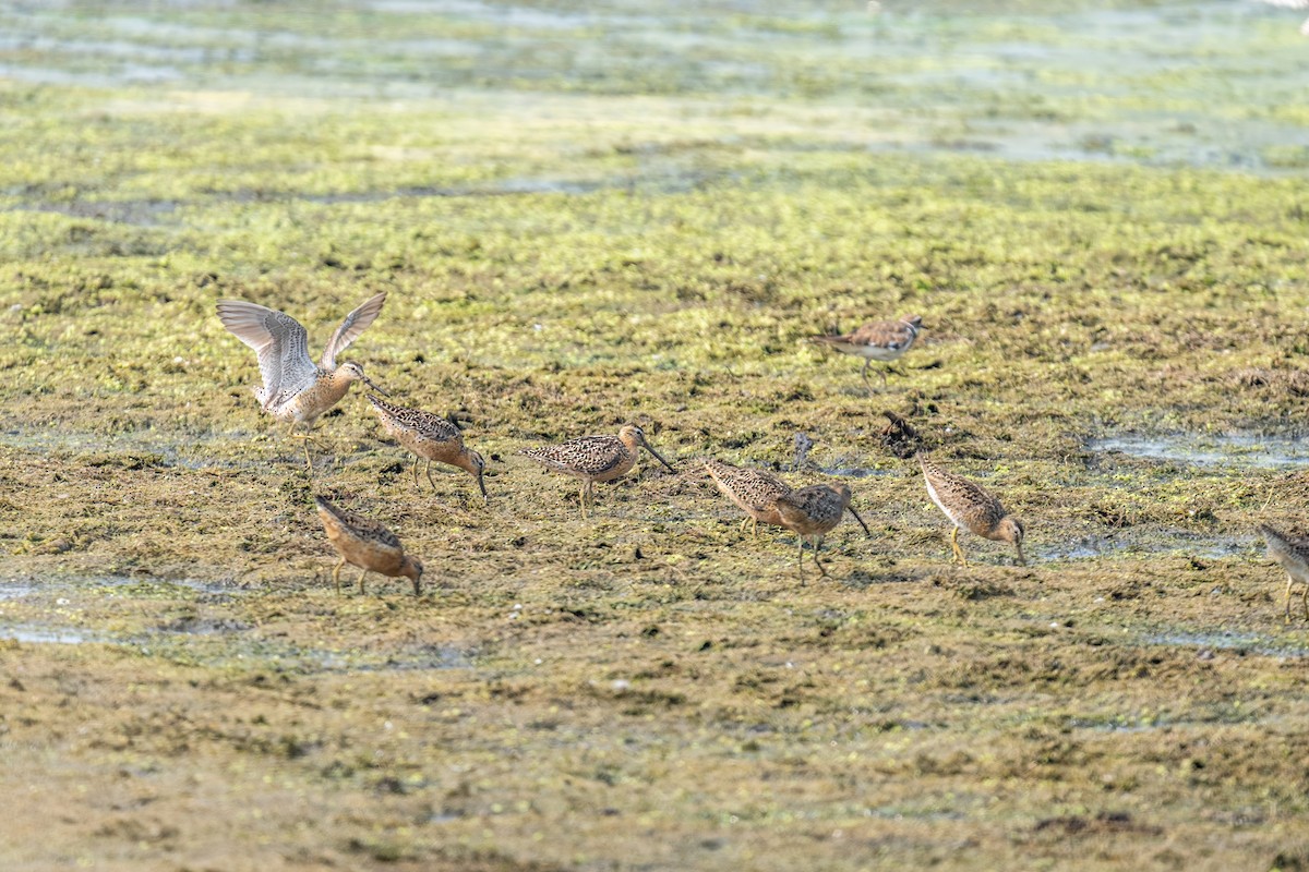 Bécassin roux - ML648787394