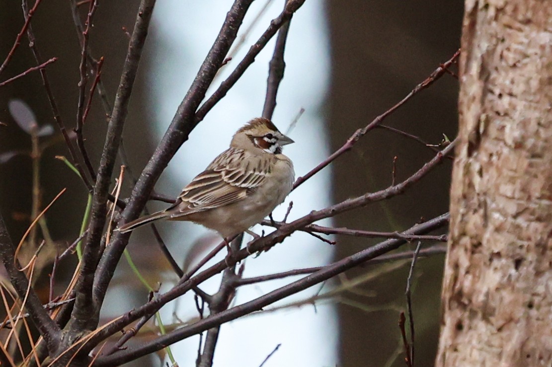 Lark Sparrow - ML648787671