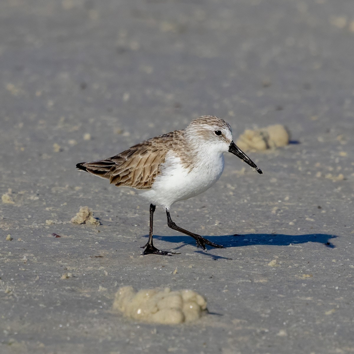 Gambecchio dell'Alaska - ML648787677