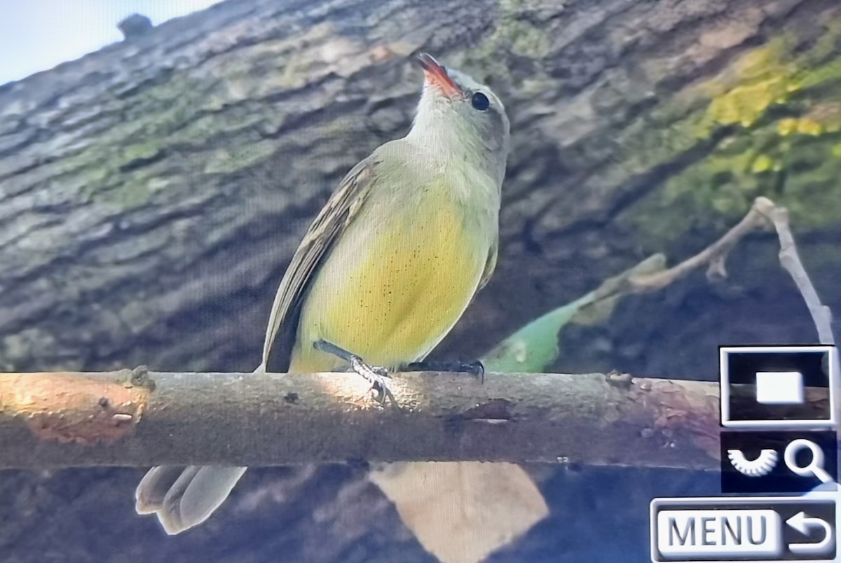 Mouse-colored Tyrannulet (Northern) - ML648787698