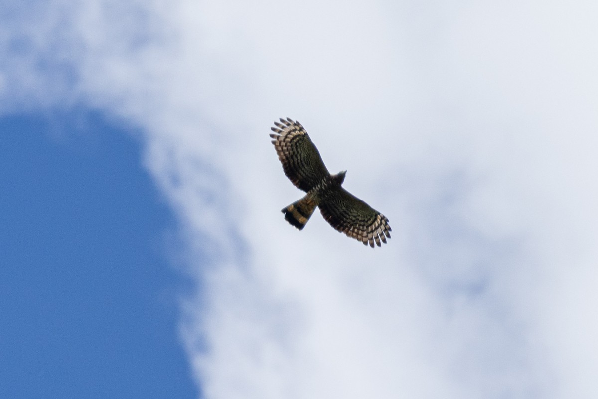 Hook-billed Kite - ML648787751