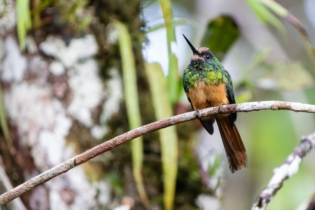 Белобородая якамара - ML648787940