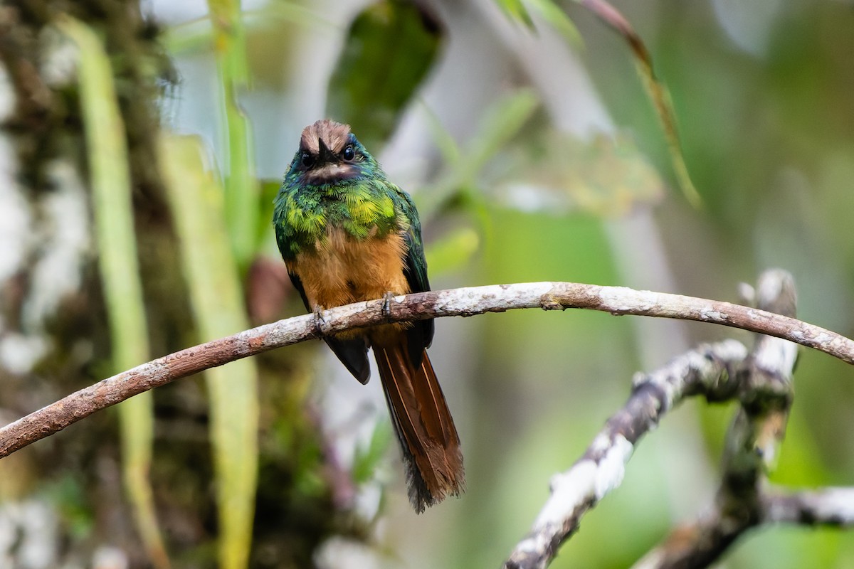 Белобородая якамара - ML648787941