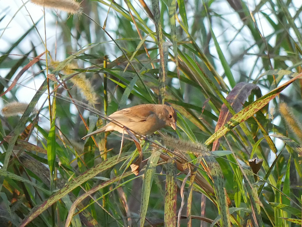 Indigo Bunting - ML648788072