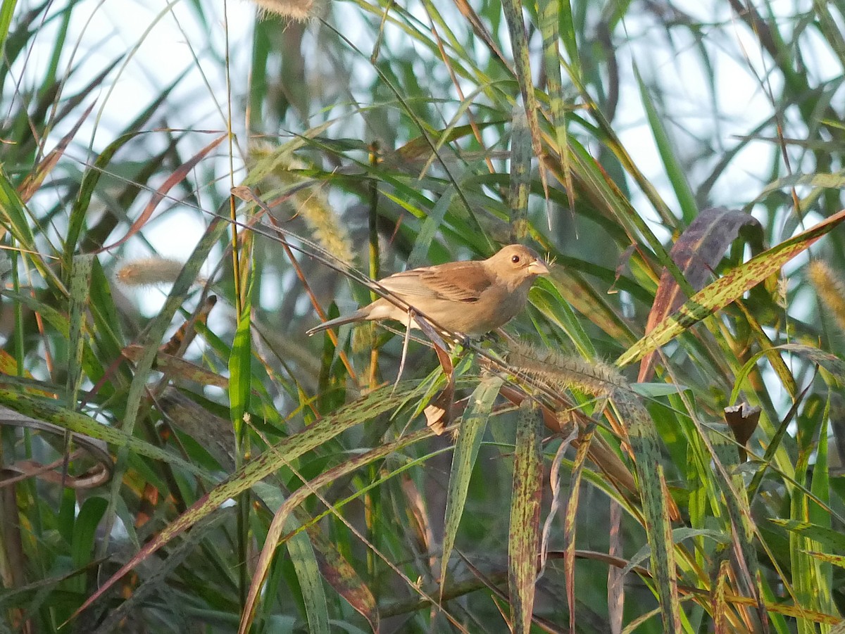 Indigo Bunting - ML648788078