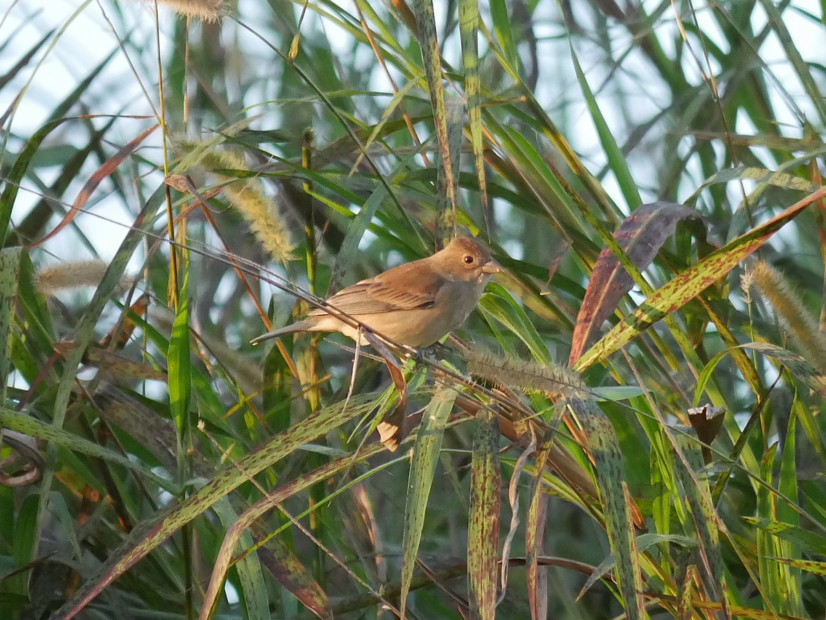 Indigo Bunting - ML648788083