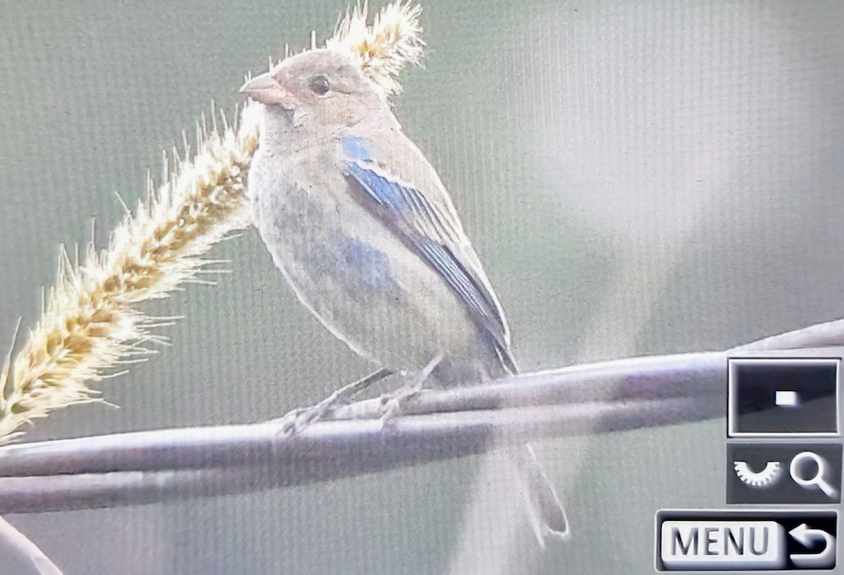 Indigo Bunting - ML648788348