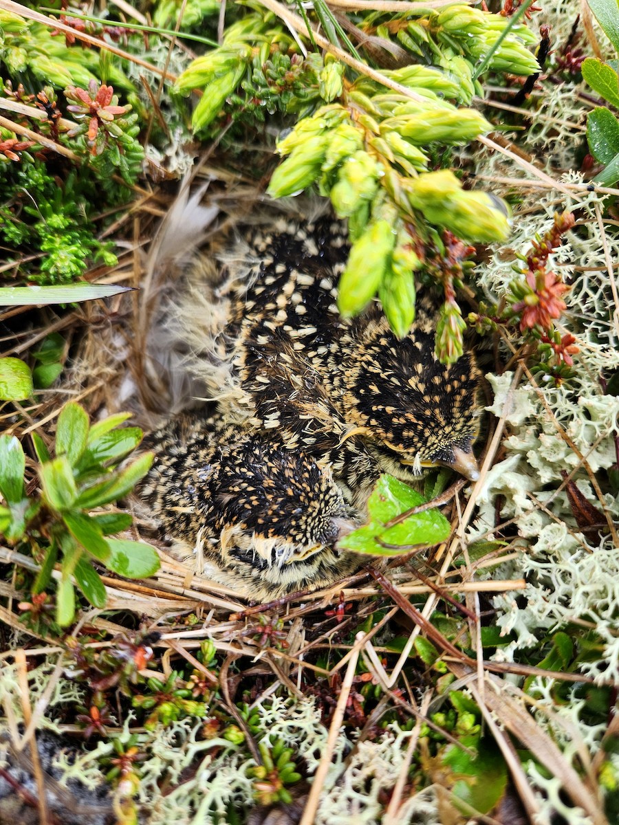 Horned Lark (Eastern dark Group) - ML648788803