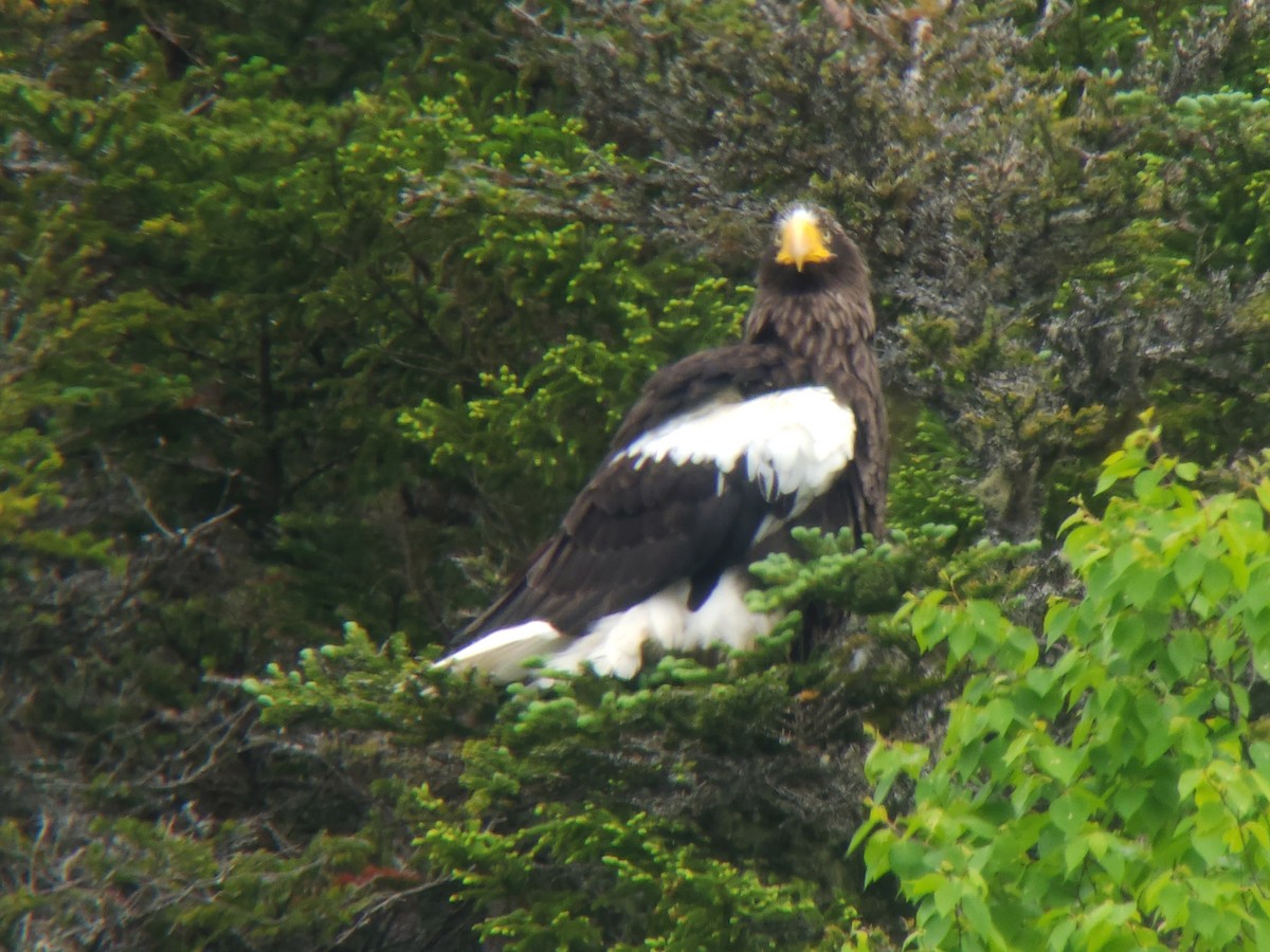 Itsas arrano mokohandia - ML648788838