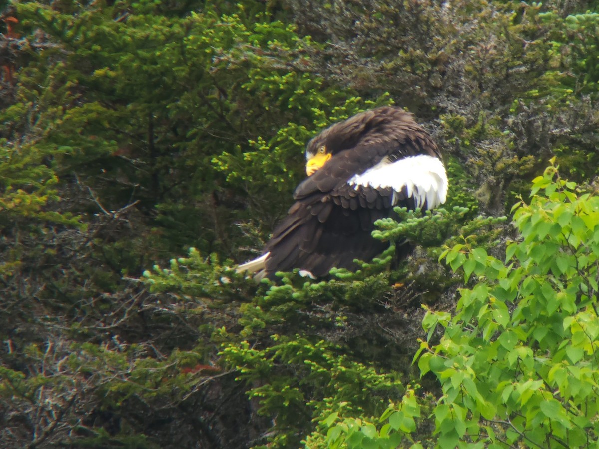 Itsas arrano mokohandia - ML648788839