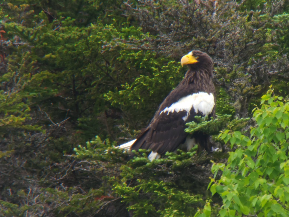 Itsas arrano mokohandia - ML648788840