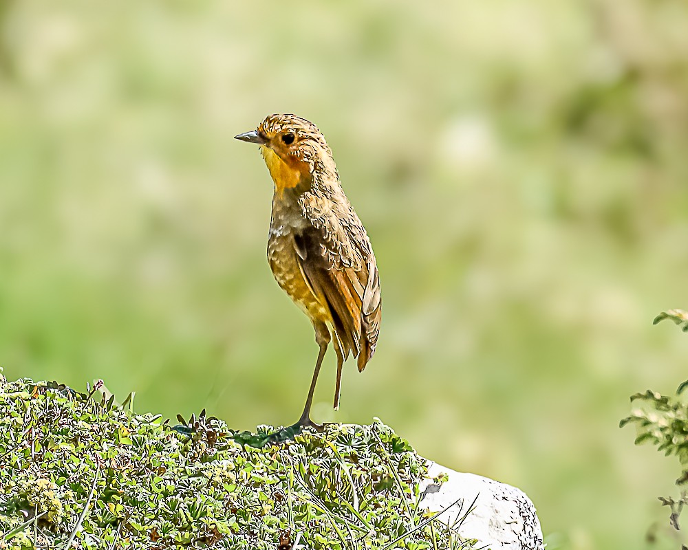 Boyaca Antpitta - ML648788859