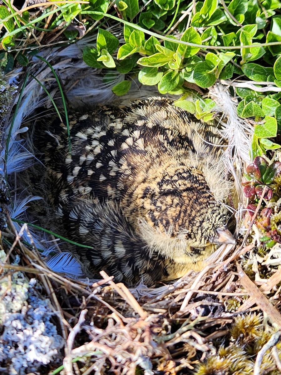 Horned Lark (Eastern dark Group) - ML648788874