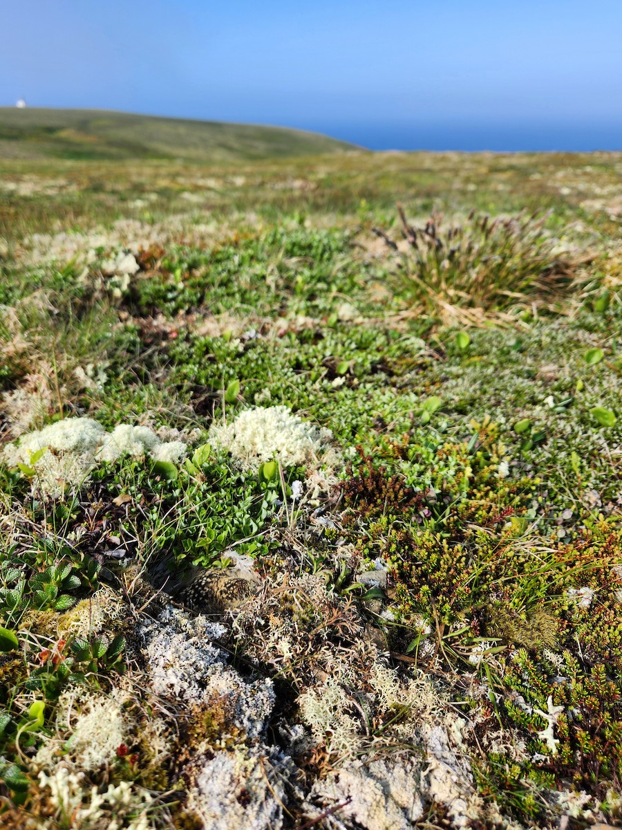 Horned Lark (Eastern dark Group) - ML648788875