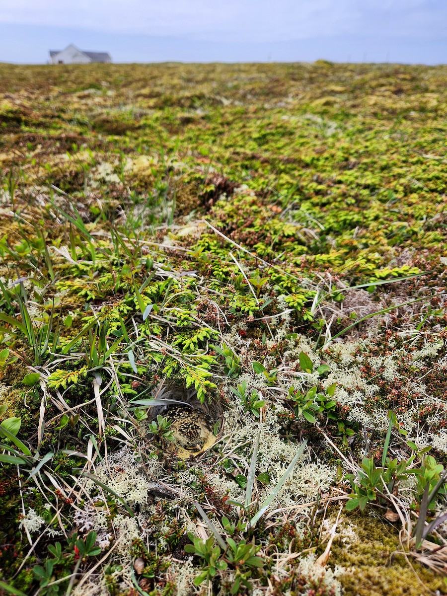 Horned Lark (Eastern dark Group) - ML648788876