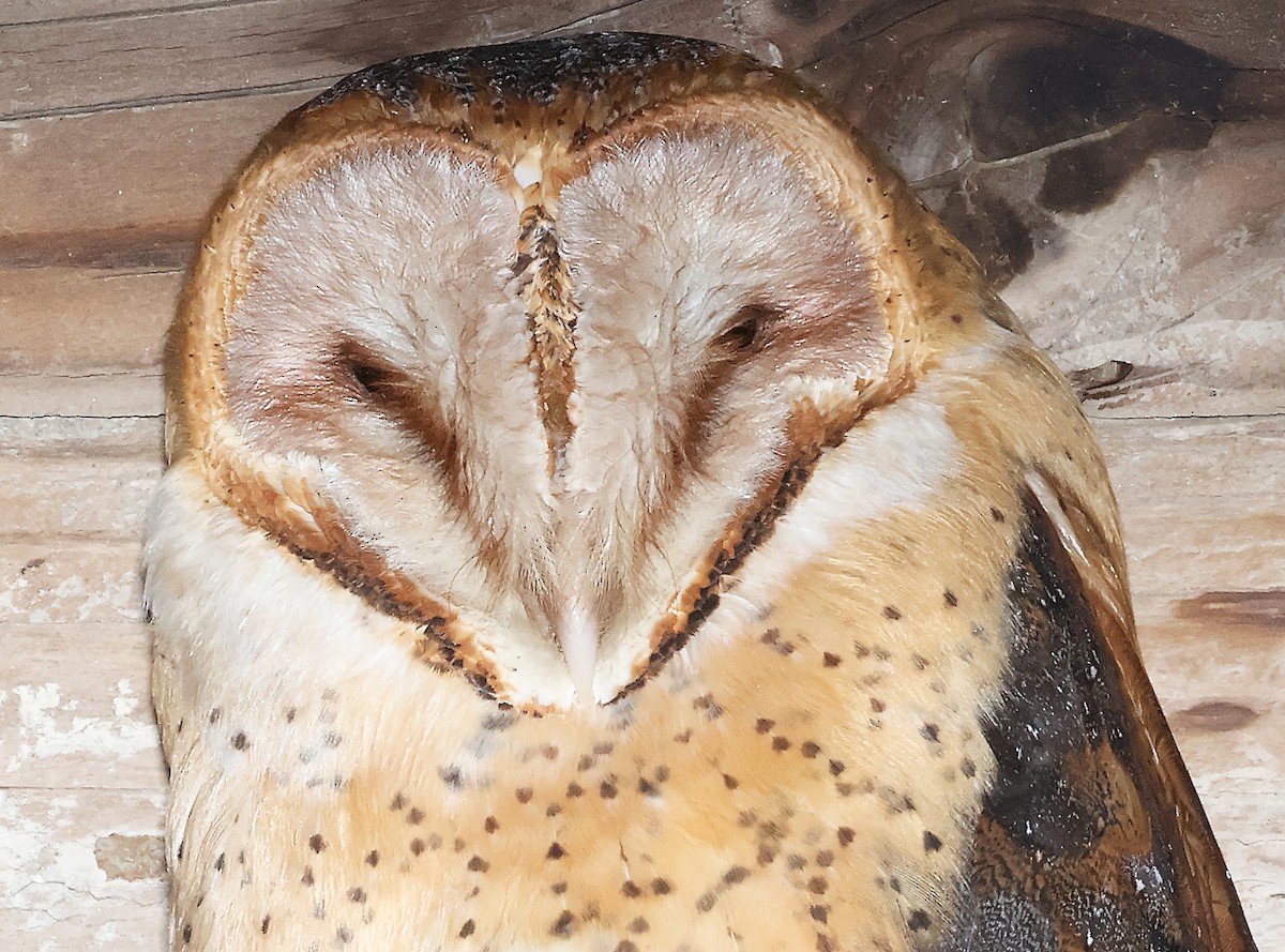 Hontz zuri amerikarra - ML648788932