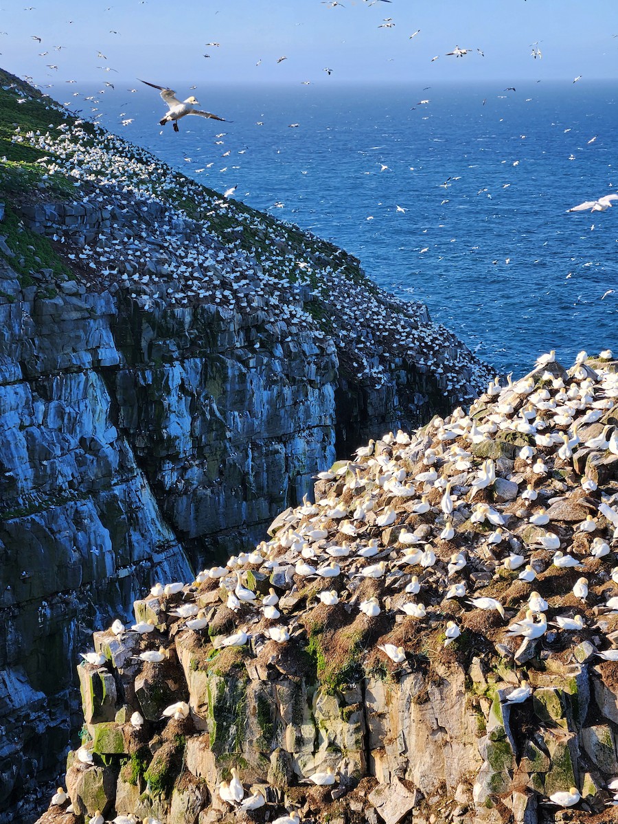 Zanga arrunta - ML648788943