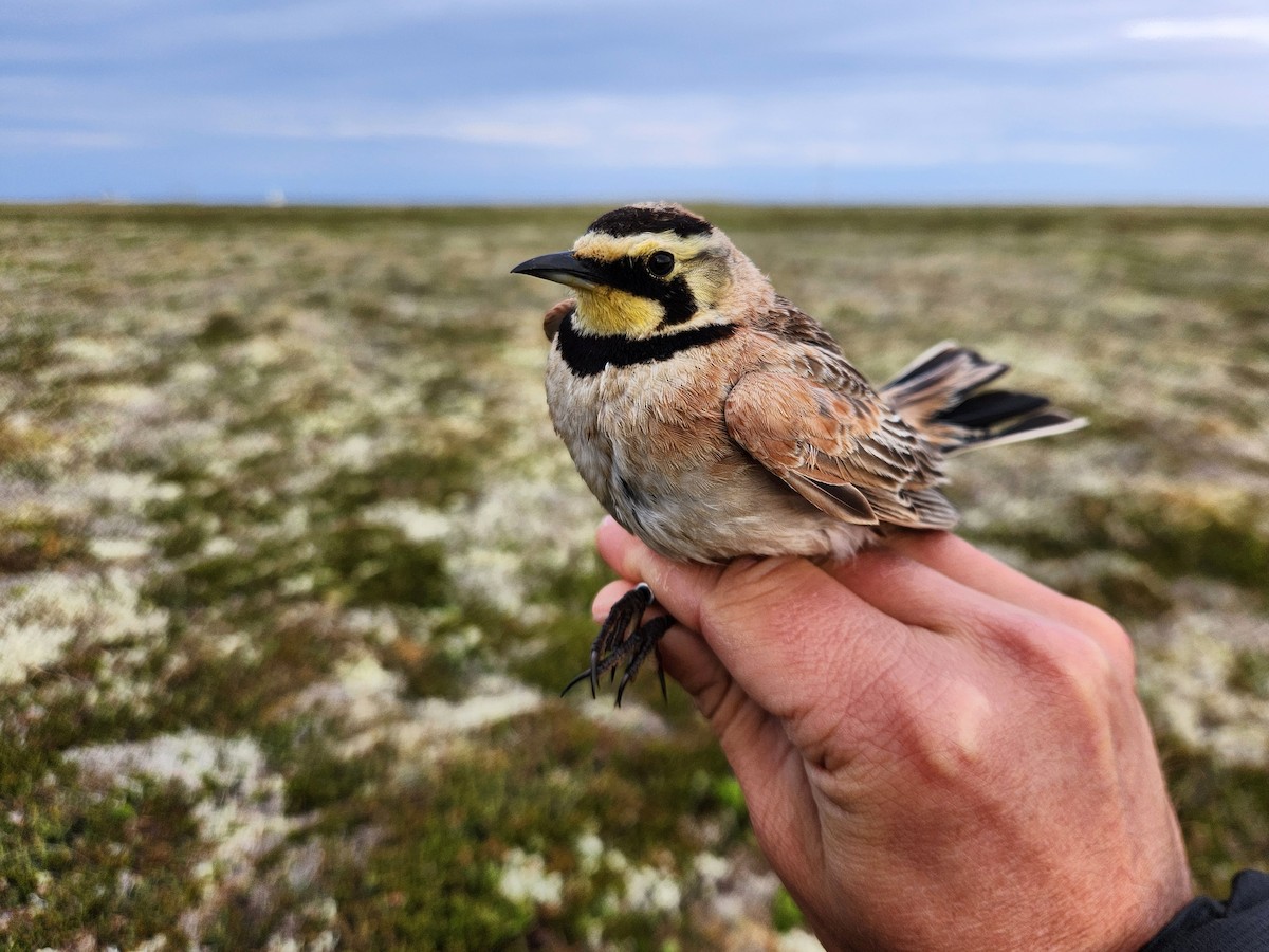 Horned Lark (Eastern dark Group) - ML648788994