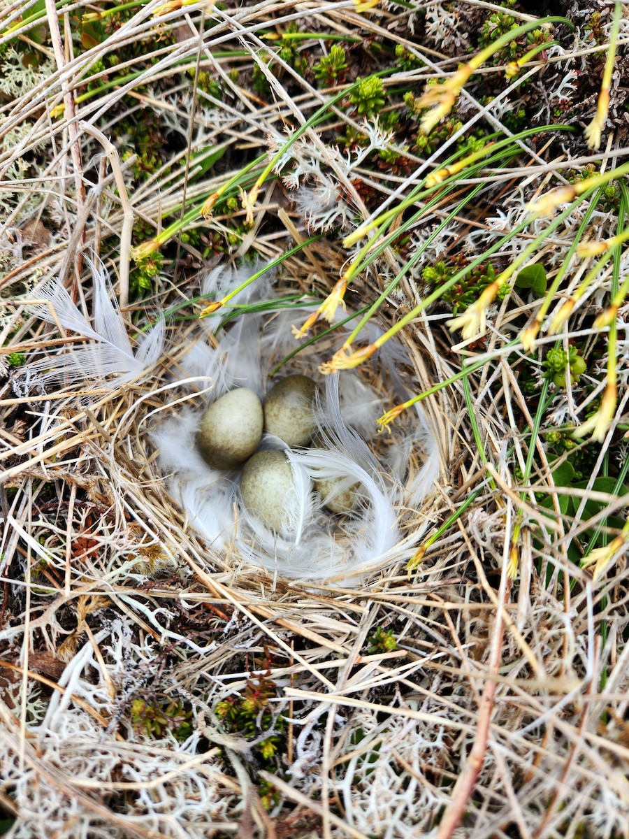 Horned Lark (Eastern dark Group) - ML648789010