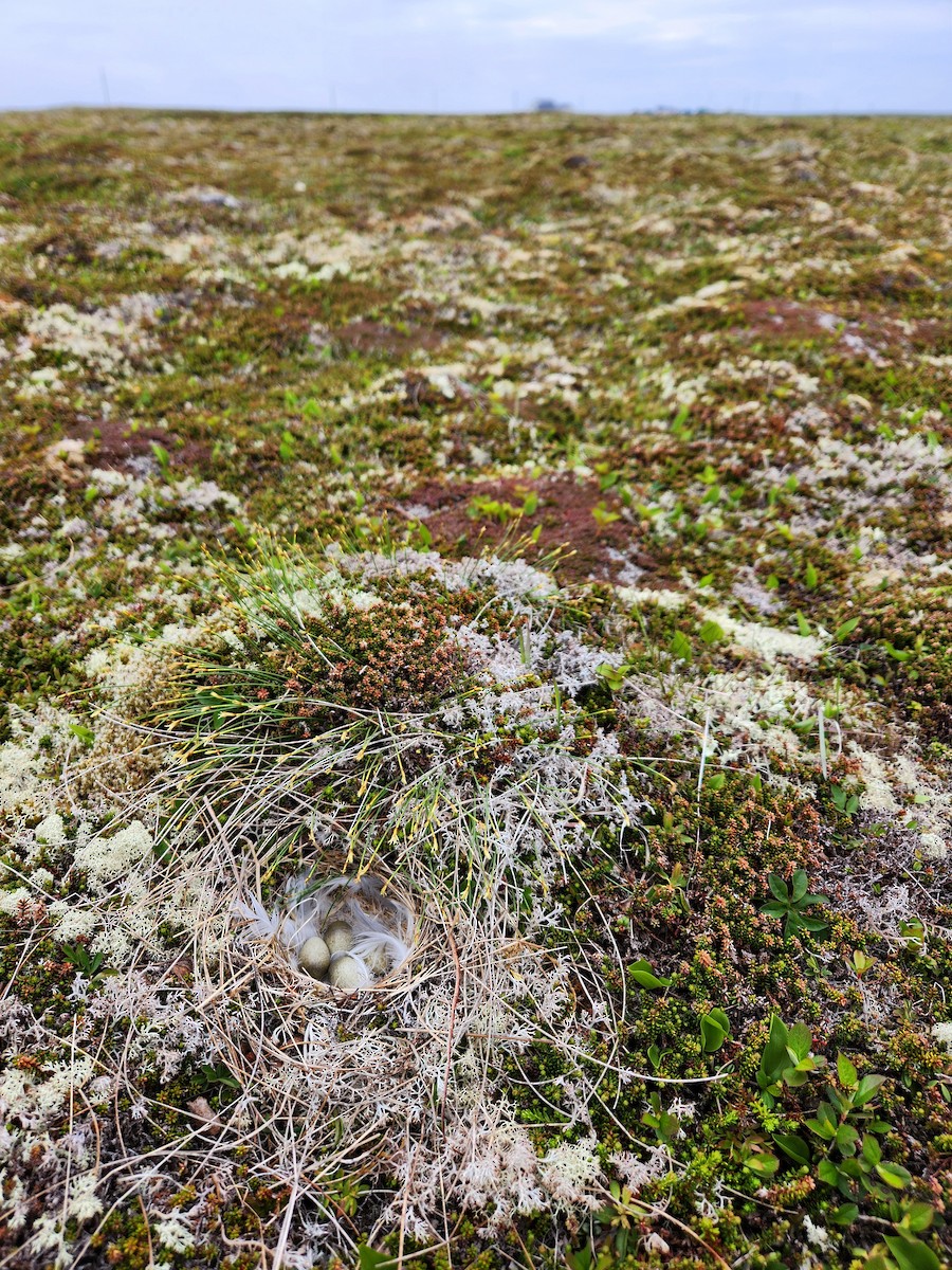 Horned Lark (Eastern dark Group) - ML648789011