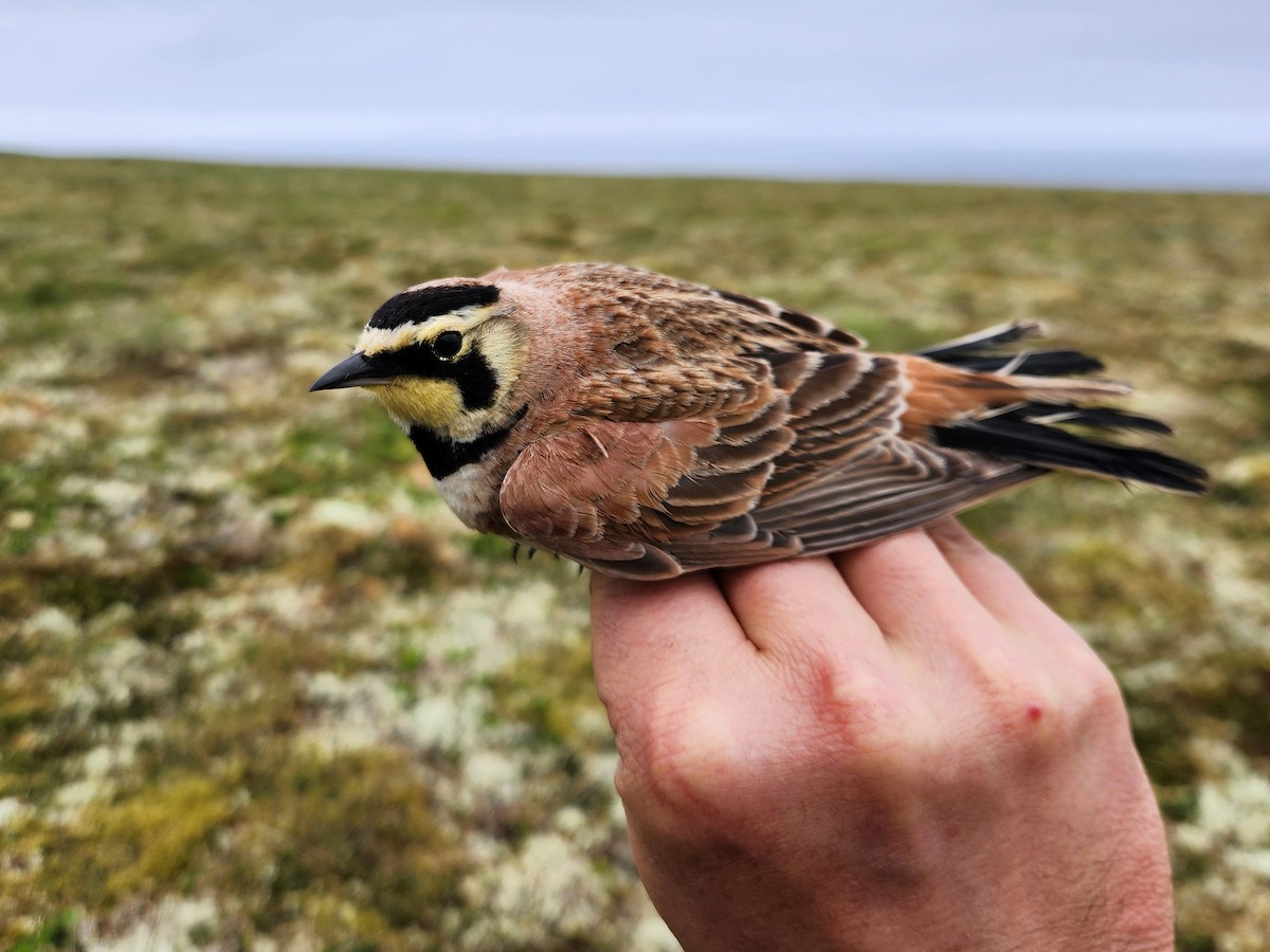 Horned Lark (Eastern dark Group) - ML648789086