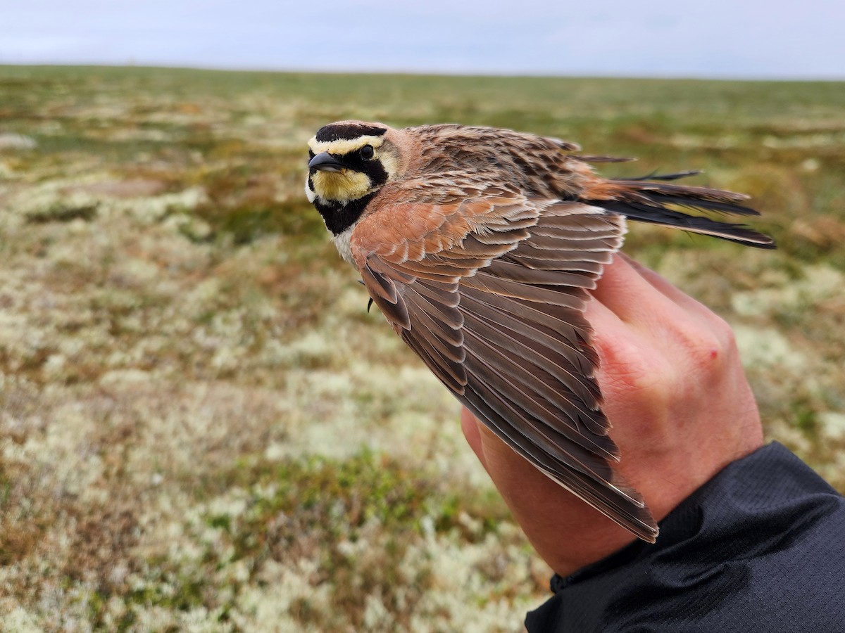 Horned Lark (Eastern dark Group) - ML648789087