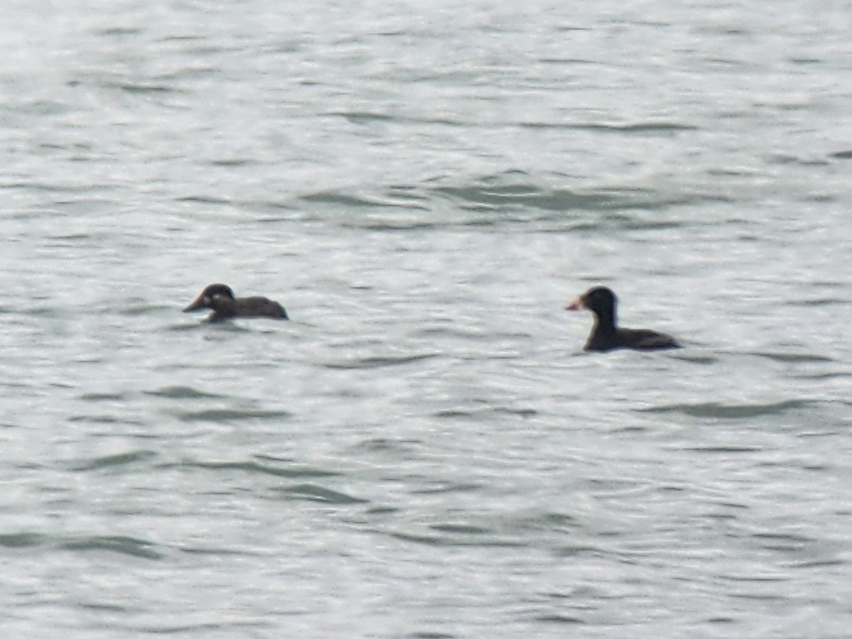 Ahatebeltz kopetazuria - ML648789116