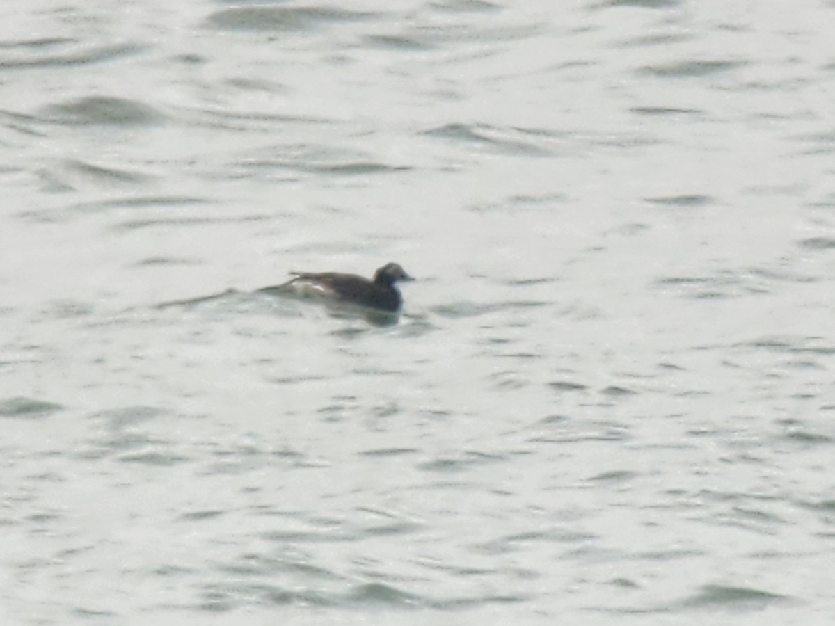 Izotz-ahatea - ML648789126