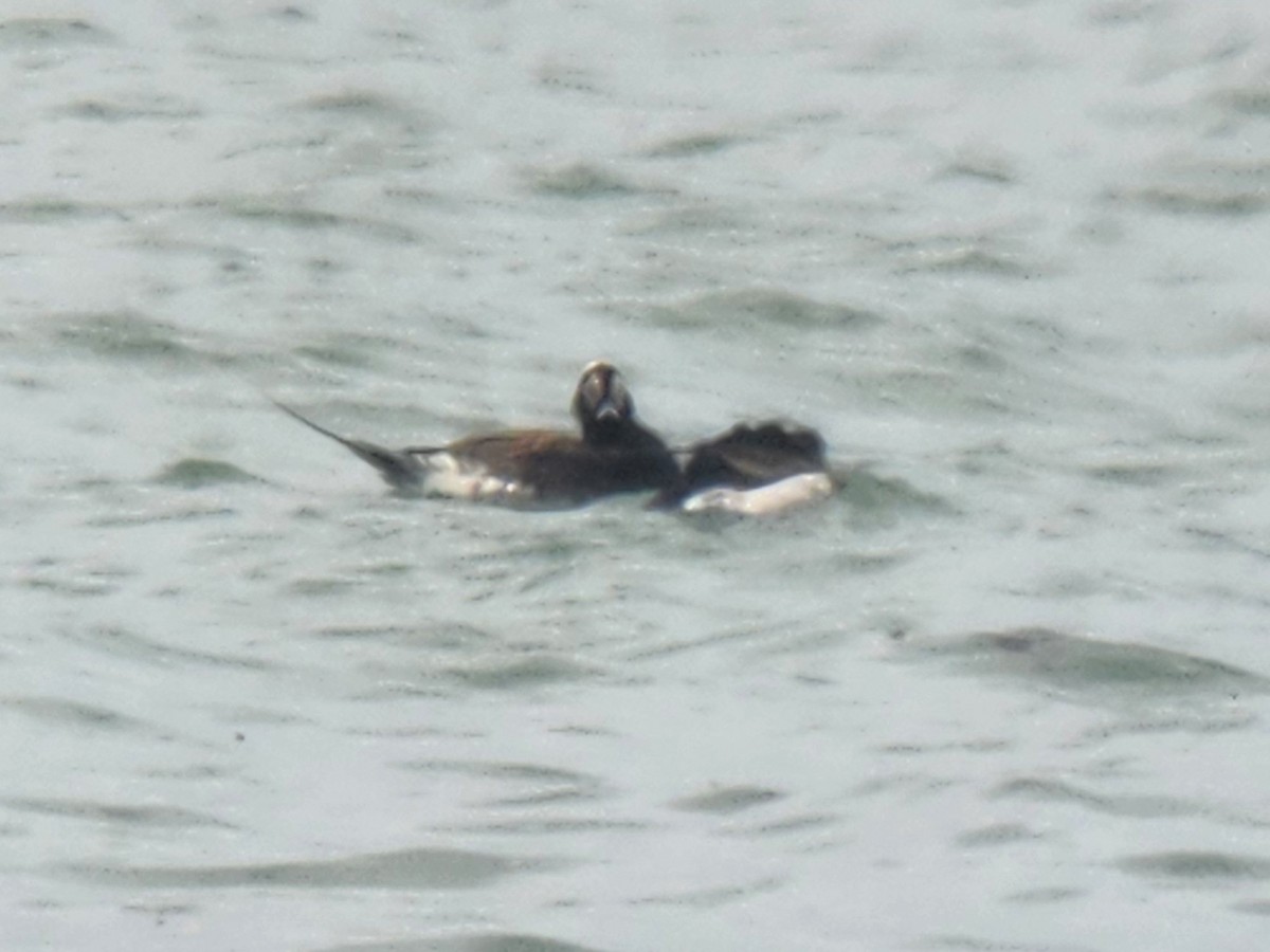 Izotz-ahatea - ML648789127