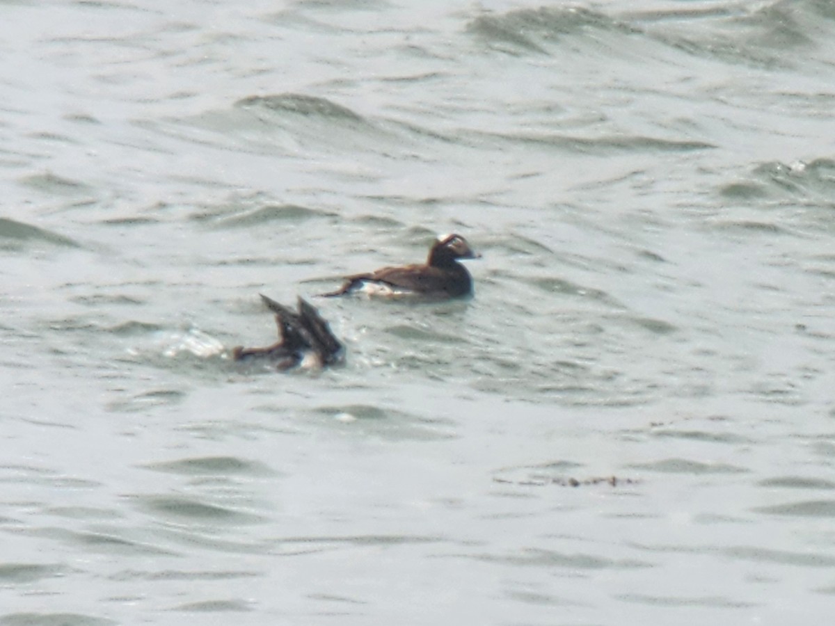 Izotz-ahatea - ML648789128