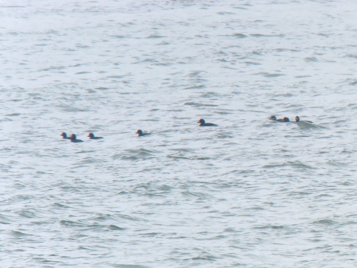 Ahatebeltz amerikarra - ML648789139