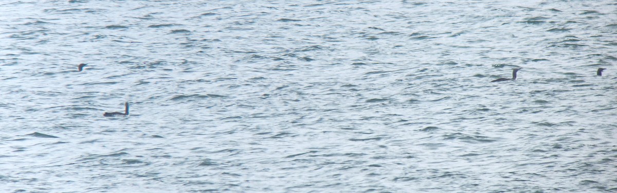 Aliota txikia - ML648789141