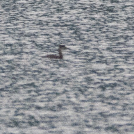 Somormujo Cuellirrojo - ML648789184