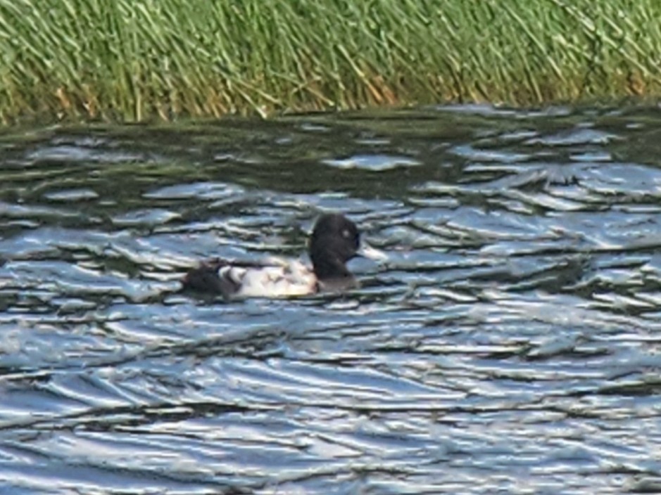 Murgilari txikia - ML648789192