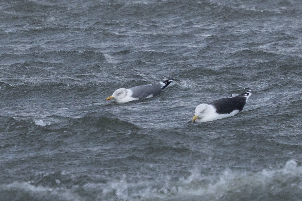 American Herring x Lesser Black-backed Gull (hybrid) - ML648789244