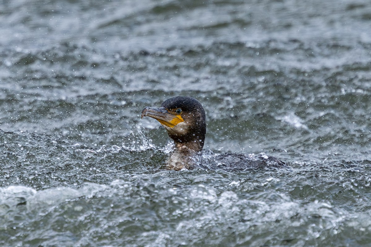 Ubarroi handia - ML648789258