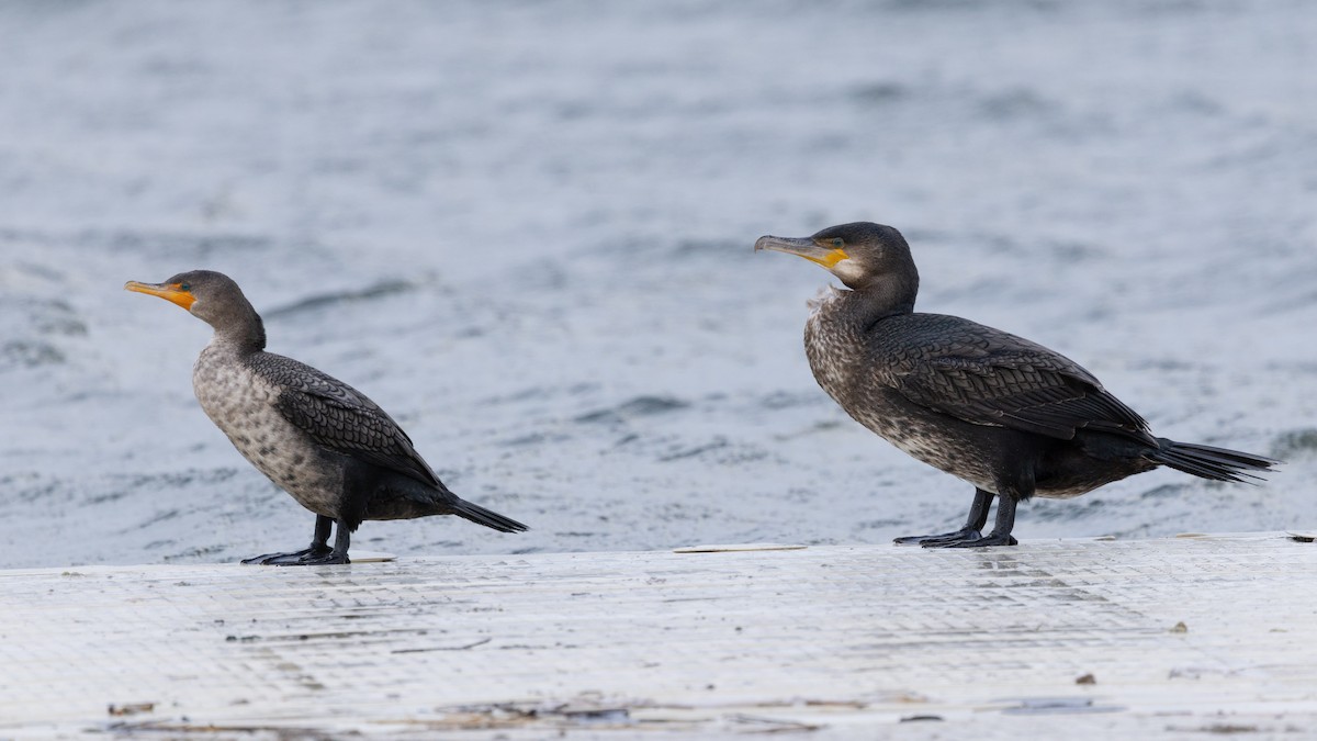 Ubarroi handia - ML648789260