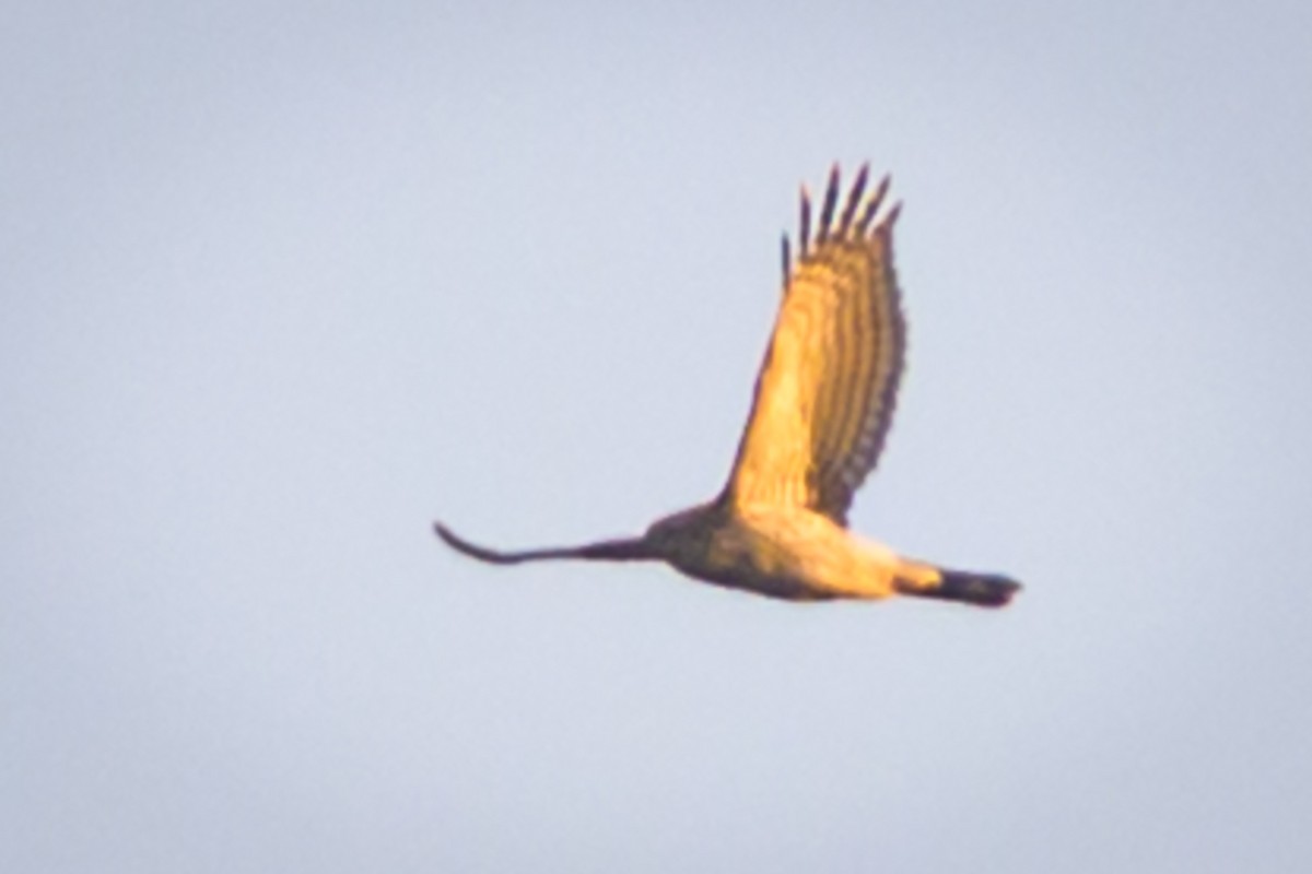 Cooper's Hawk - ML648789345