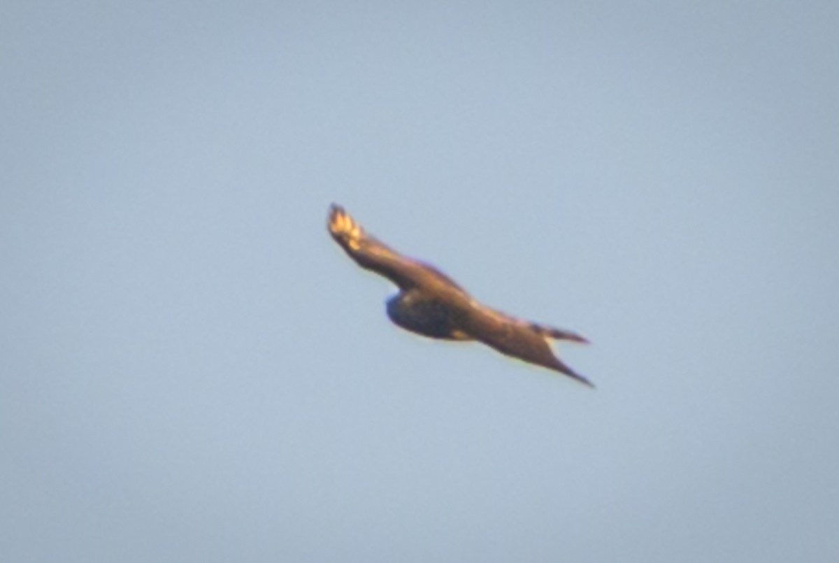 Cooper's Hawk - ML648789346