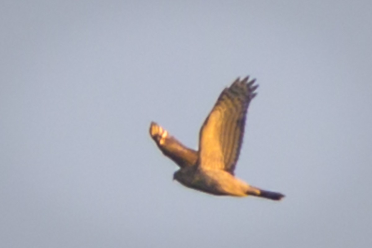 Cooper's Hawk - ML648789351
