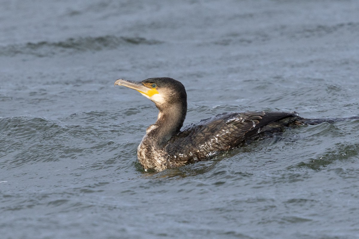 Ubarroi handia - ML648789428