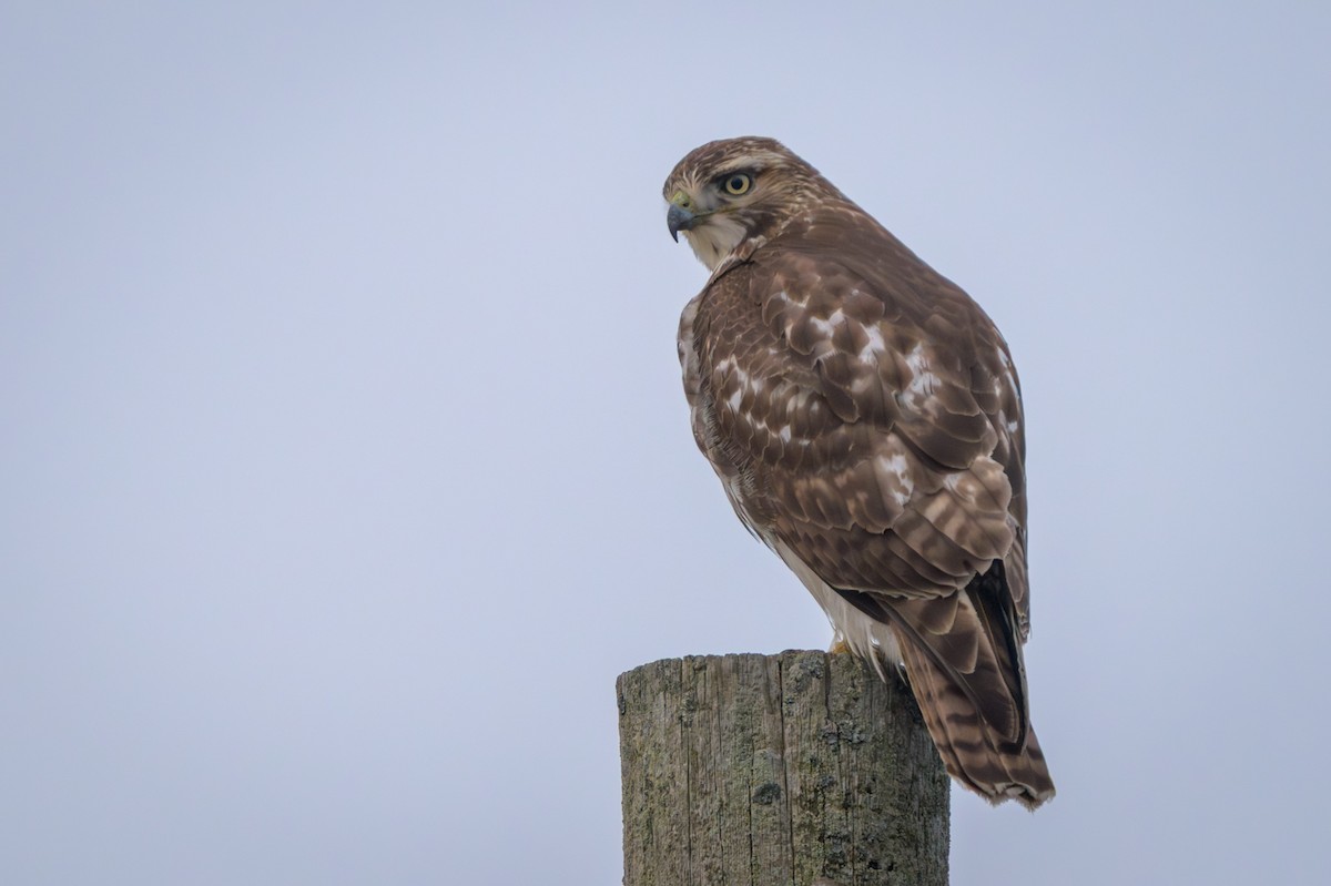 Red-tailed Hawk - ML648789431