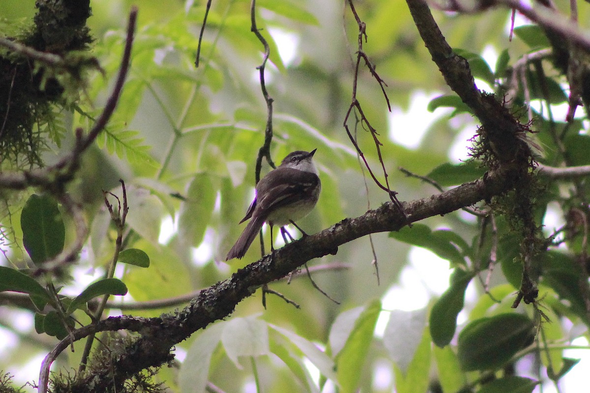White-throated Tyrannulet - ML648789565