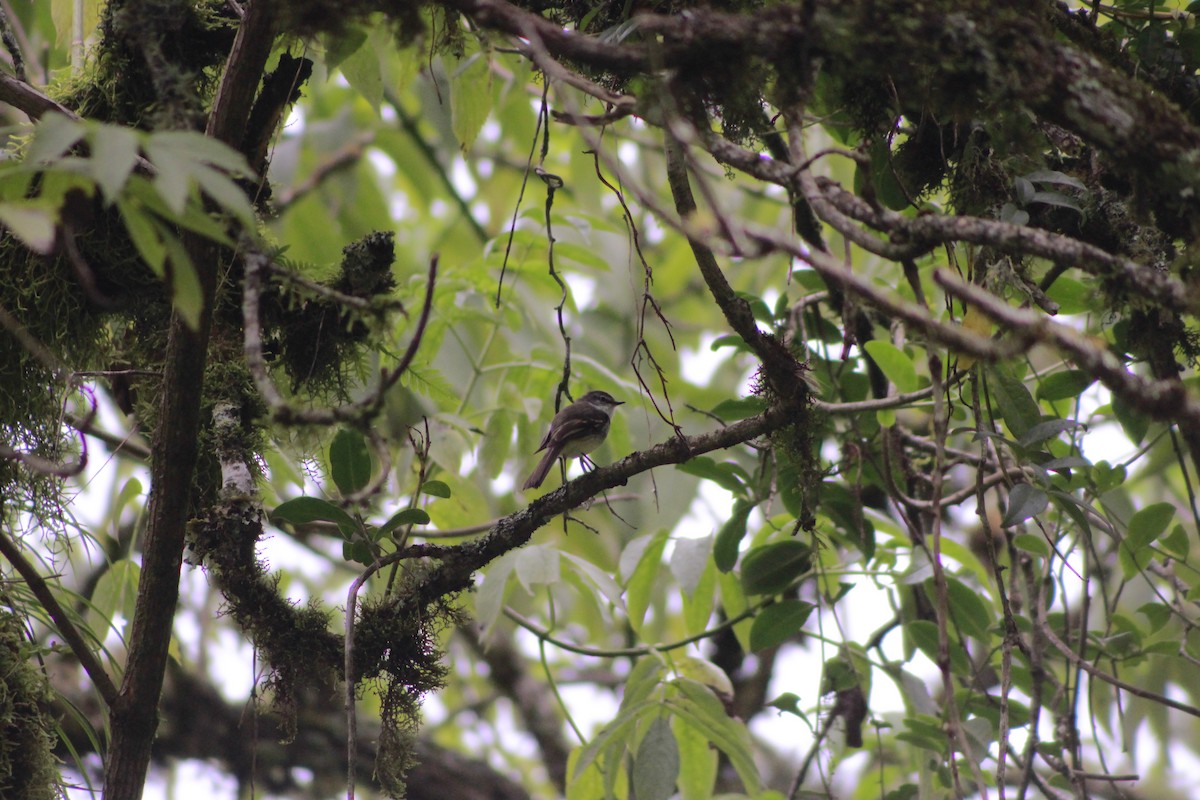 White-throated Tyrannulet - Agustina Garavaglia